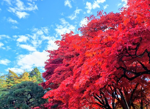 PEV600紅葉ツーリング 高松公園
