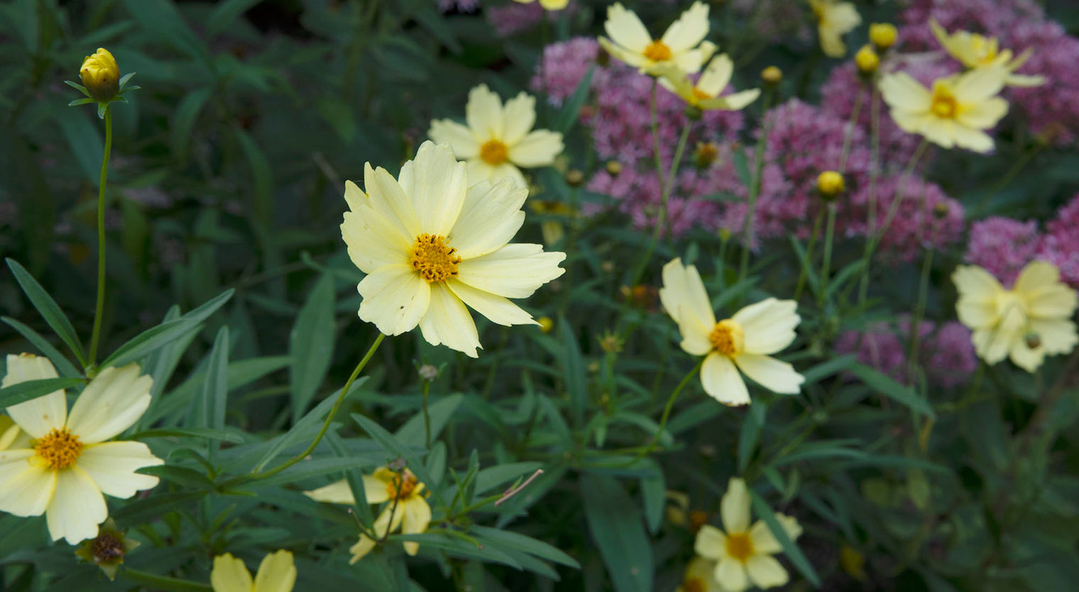 yellow_ flower_ longwood_ 2020 copy.jpg