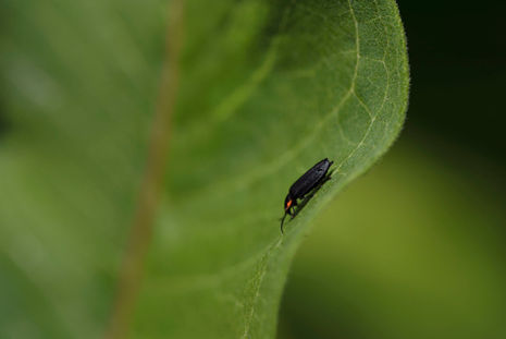 bug on leaf copy.jpg