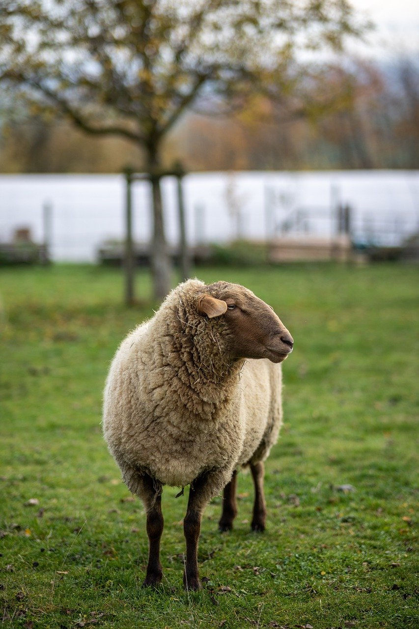 sheep-7624863_1280.jpg