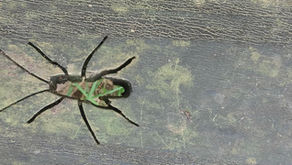 Transparent - Pastor's Pen for 1st March 2026