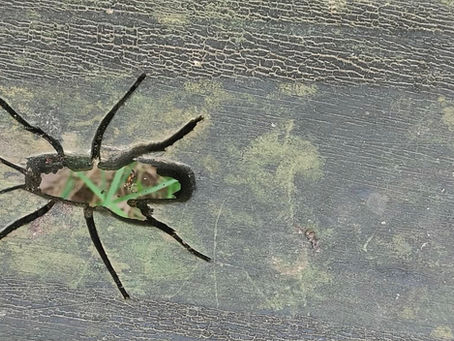 Transparent - Pastor's Pen for 1st March 2026