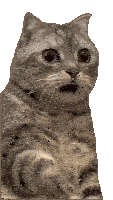 shocked-shocked-cat.gif