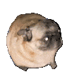 cute-pug.gif