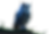 Owl_Variant_6_Transparent.png