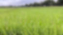 banner1.jpg