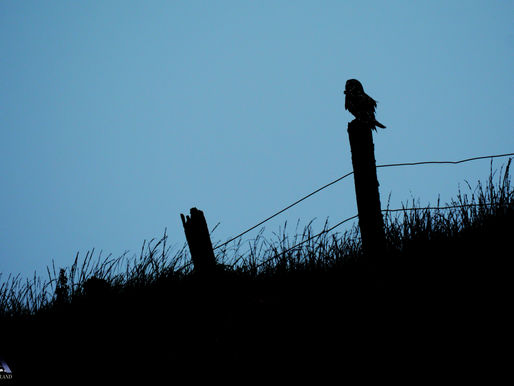 Haunting the Fading Light...