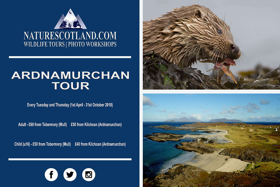 Ardnamurchan, Ardnamurchan wildlife, Nature Scotland