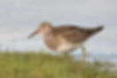 Pectoral Sandpiper 9-2019.jpg