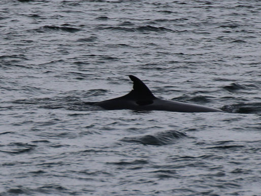 Kasey the Minke Whale!!