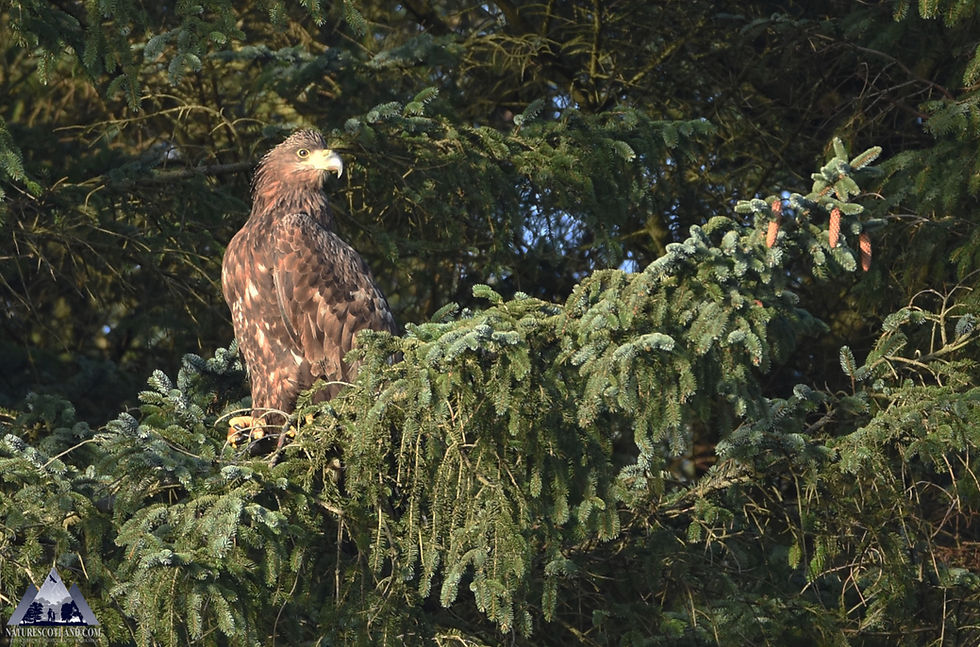 Eagle, Sea Eagle, White-tailed Eagle, Mull, Isle of Mull