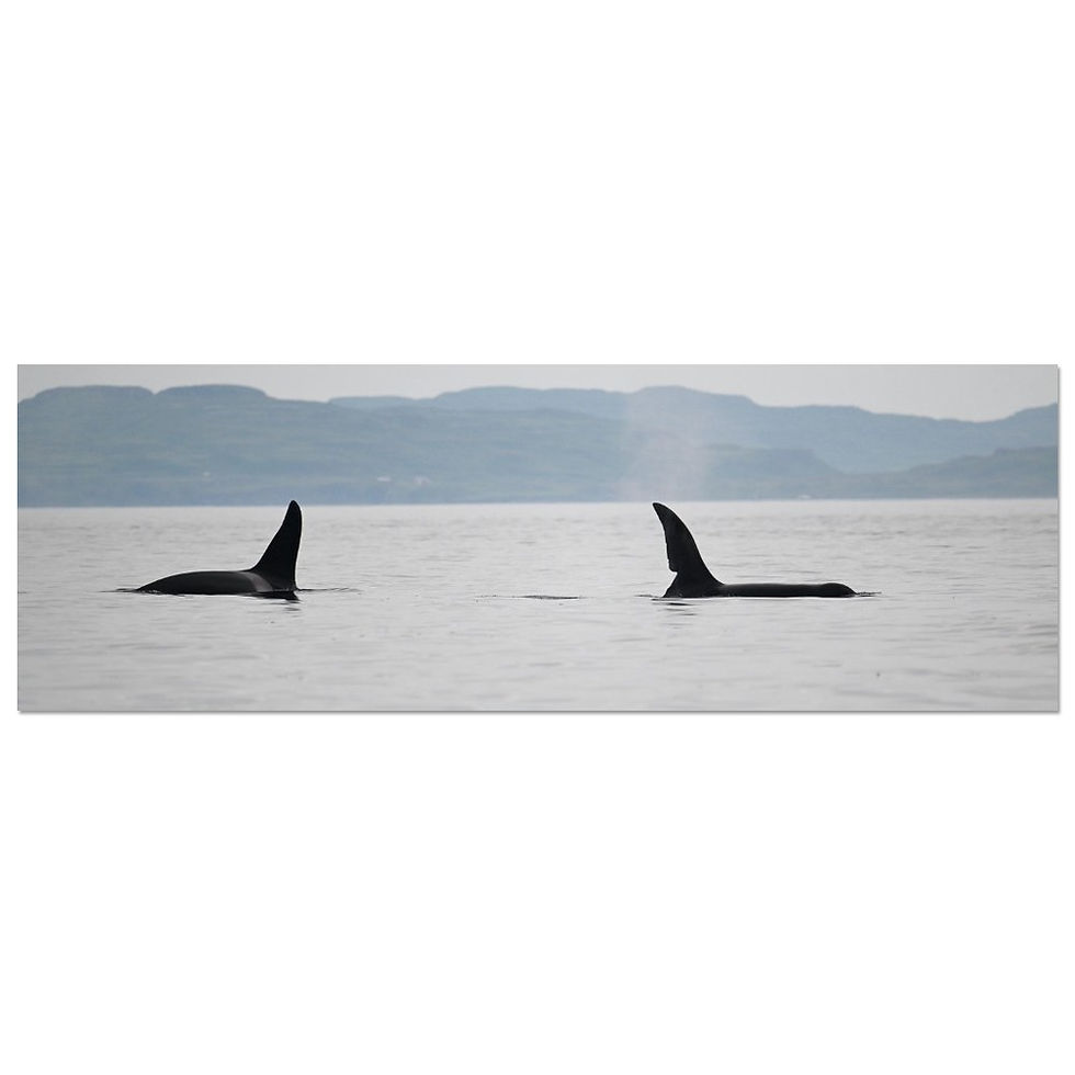 Orcas - John Coe & Aquarius off the coast of Mull 2023 - Aluminum Print
