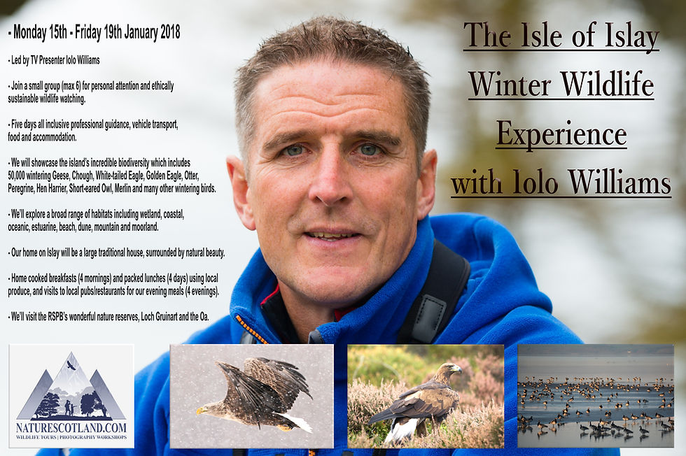 Iolo WIlliams, Isle of Islay, Islay, Hebrides, Wildlife Tours, Holidays, Wildlfie Holidays,