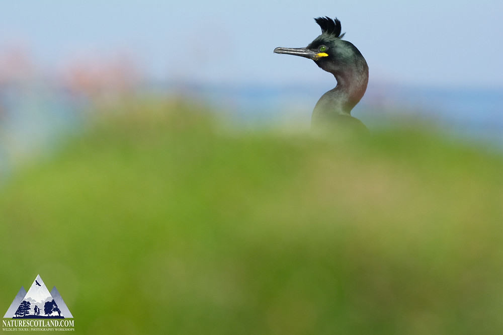 Mull, Isle of Mull, Wildlife Tour, Mull Wildlife Tour, Nature Scotland,