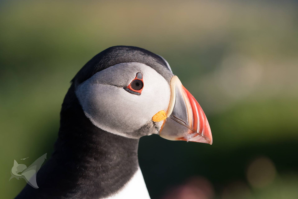 Mull photography, Wildlife Tours, Photo Tours, Nature Scotland, Hebridean Photography Tour, Wildlife, Isle of Mull, Hebrides,
