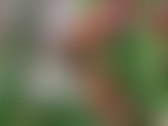 🎄The Nature of Mull - Advent Calendar Day 0️⃣ 4️⃣ 