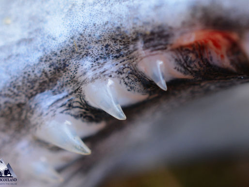 Sensational Salmon!
