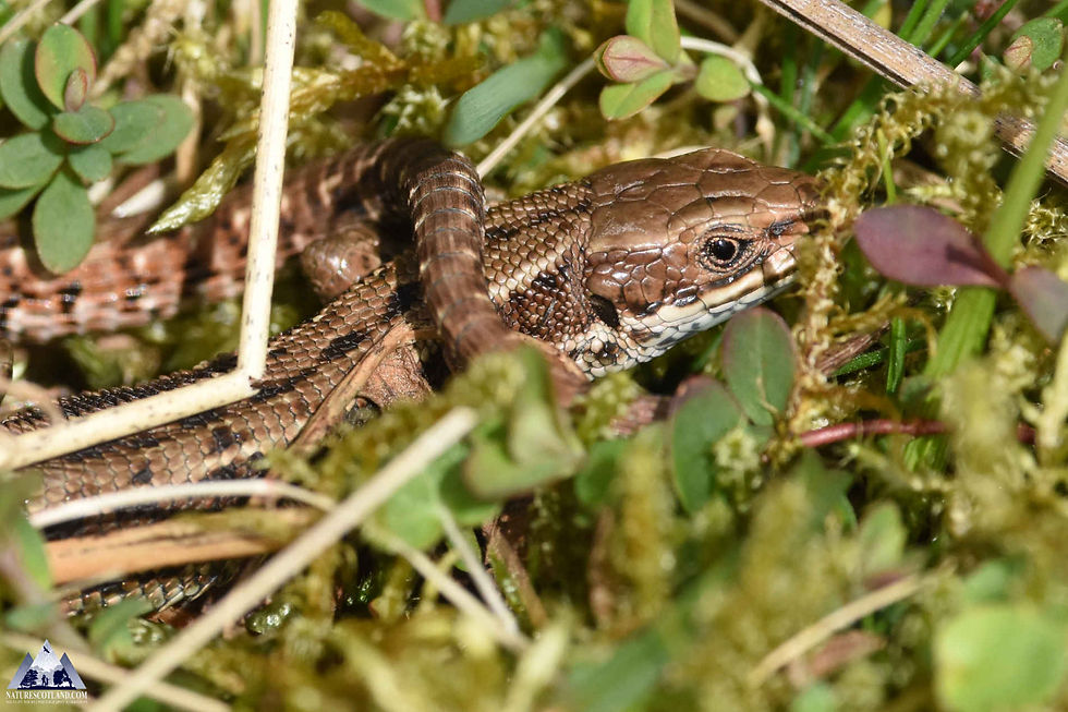 Lizard, Ardnamurchan, Nature Scotland, Ewan Miles