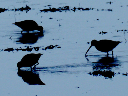 February Wildlife Tour