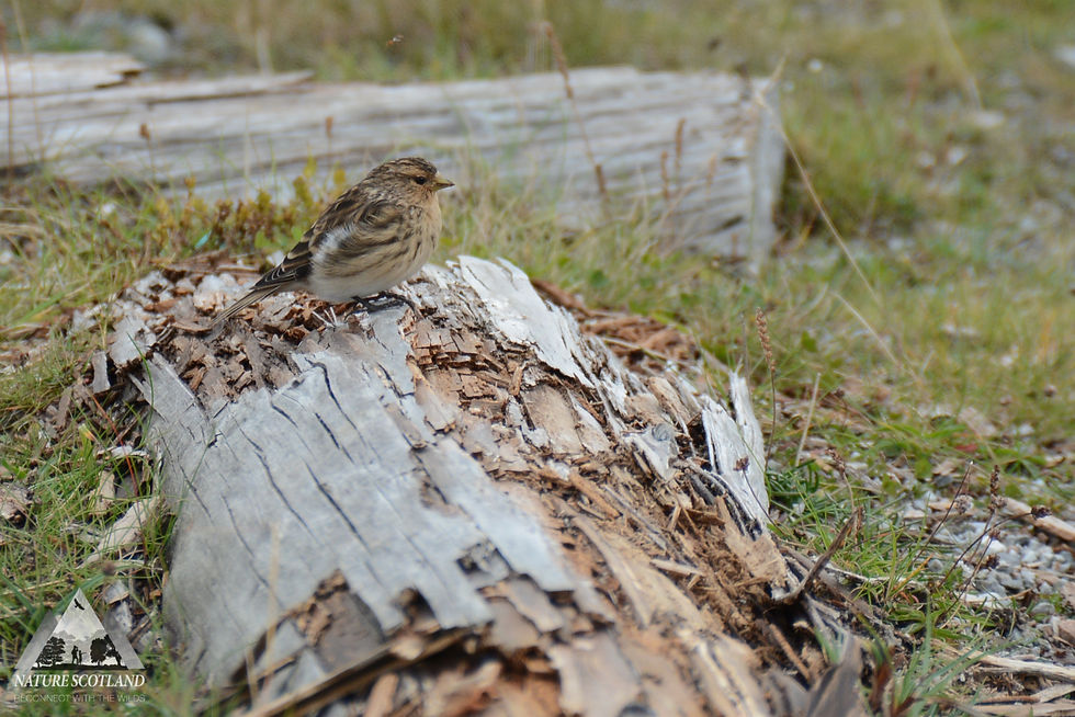 Twite