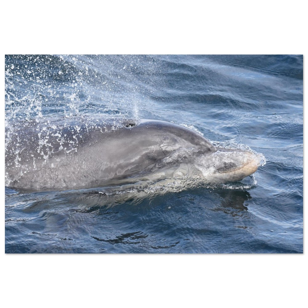 Bottlenose Dolphin - Aluminum Print
