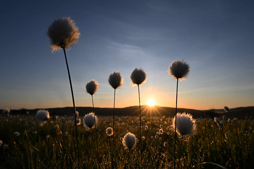 A Cottongrass Summer...