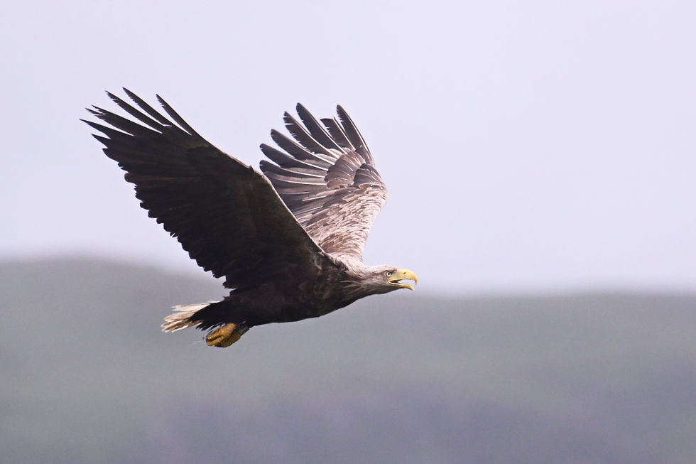 Adult WT Eagle patrolling the aerial highways! Healthy chicks getting plenty of food deliveries at this time of the year with some WTE nests housing twins!
