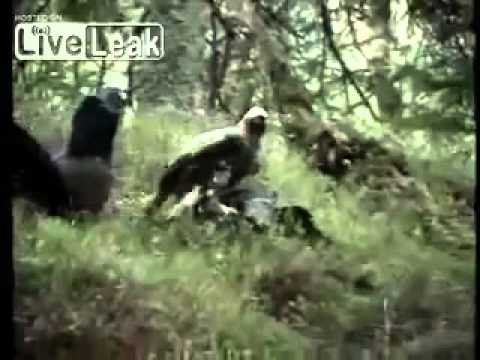Amazing video from Norway...