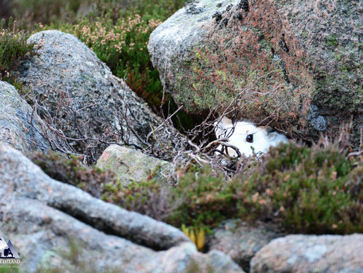 Mountain Hares...