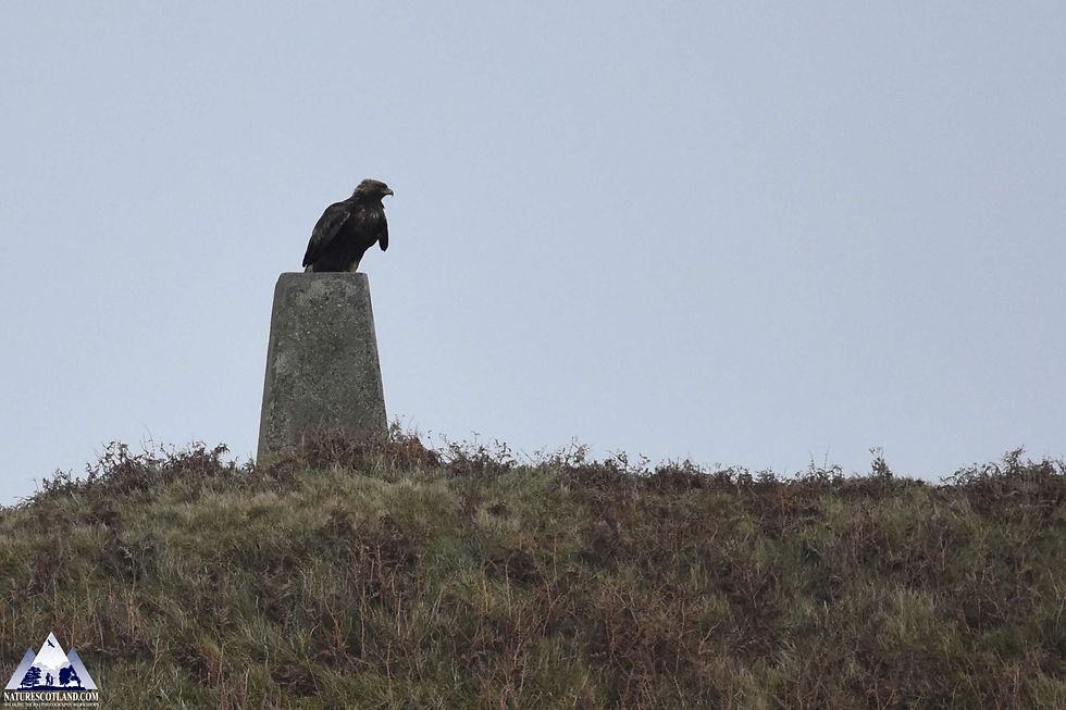 Golden Eagle, Islay, Isle of Islay, Eagles, Scotland,