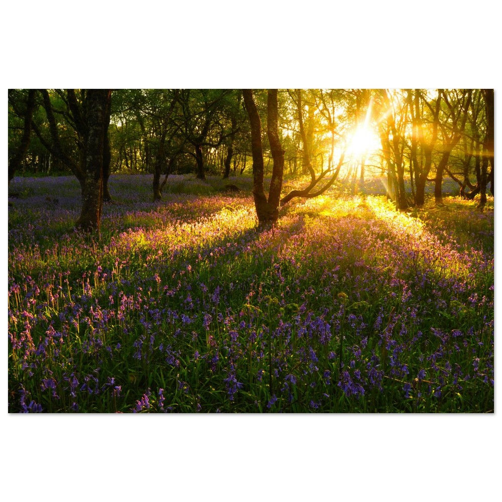 Mull Spring Woodland - Aluminum Print