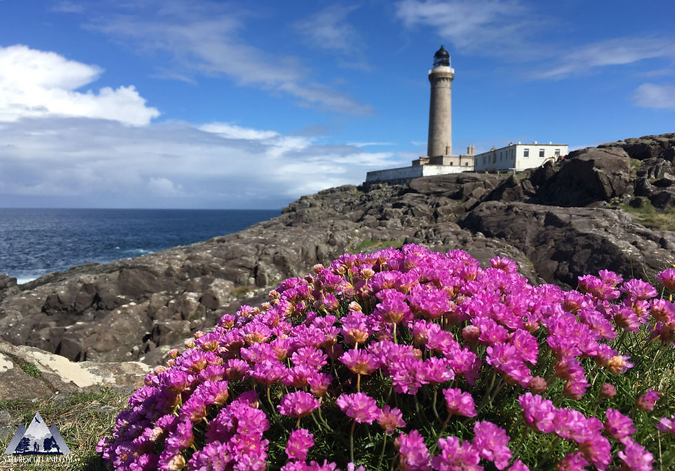 ardnamurchan, ardnamurchan tour, wildlife tour, nature scotland, wildlife,