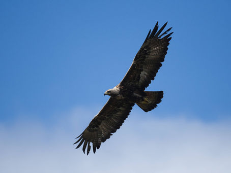 July on Mull, Fledging Central and last week catchup