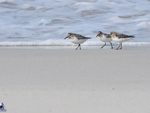 Sanderling!