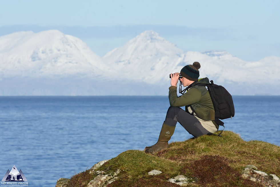 Mull, Isle of Mull, Ewan Miles, Nature Scotland, Seabirds, Seabirds Census,