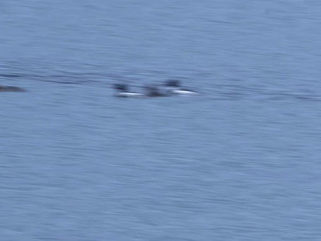 🎄The Nature of Mull - Advent Calendar Day 🔟