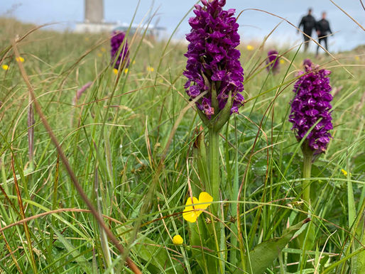 Orchids on the wild west...
