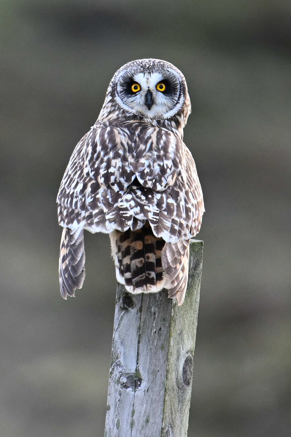 🎄The Nature of Mull - Advent Calendar Day 2️⃣ 3️⃣