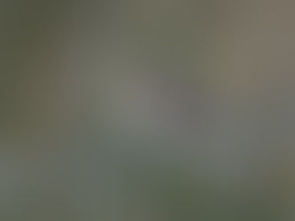 Islay Spring Wildlife Expedition: 4th-8th March 2024