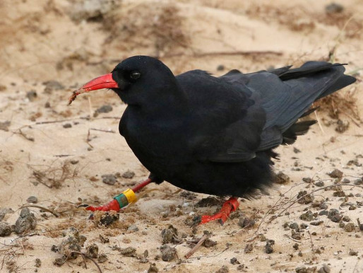 Chough!