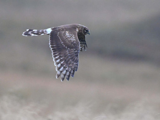 THE SOLWAY WINTER WILDLIFE EXPEDITION with IOLO WILLIAMS - DAY 1