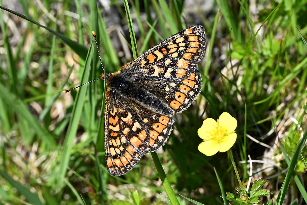 Marsh Fritilary