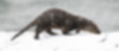 OtterCubSnow_Jan23WIDE.jpg