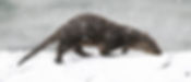 OtterCubSnow_Jan23WIDE.jpg