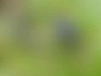 🎄The Nature of Mull - Advent Calendar Day 0️⃣ 3️⃣ 