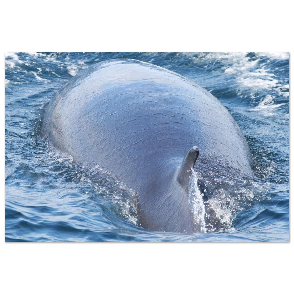 Knobble the Minke Whale - Aluminum Print