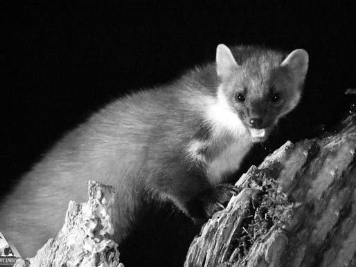 The Cat Marten!