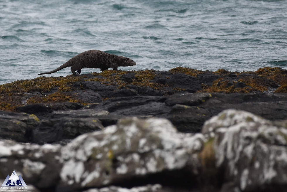 Otter, Mull, Isle of Mull, Nature Tours, Wildlife Tours,