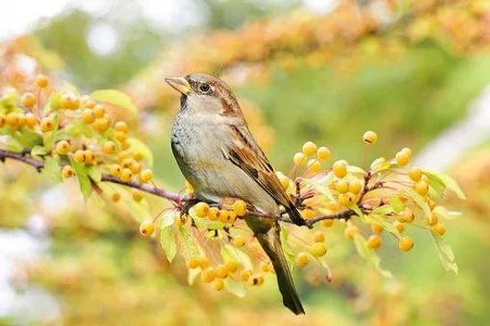 bright sparrow image.jpg