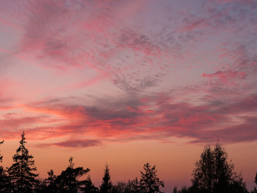 Pink and purple sunset sky with soft clouds above silhouetted trees, creating a calm and reflective landscape.